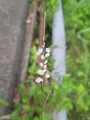 Persicaria jucunda
