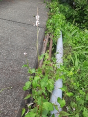 Persicaria jucunda
