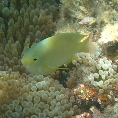 Pomacentrus moluccensis