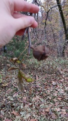 Carya myristiciformis