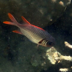 Myripristis violacea