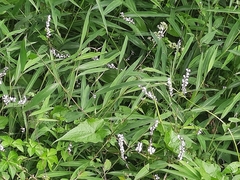 Persicaria jucunda