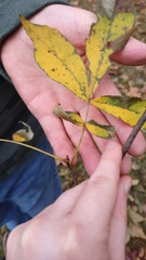 Carya myristiciformis