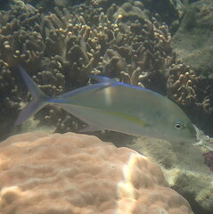 Caranx melampygus