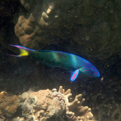 Thalassoma lunare