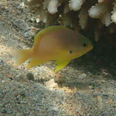 Pomacentrus amboinensis