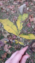 Carya myristiciformis