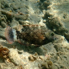 Cheilinus chlorourus