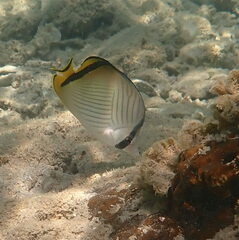 Chaetodon vagabundus