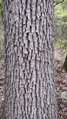 Carya myristiciformis