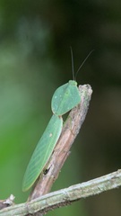 Choeradodis rhombicollis
