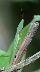 Choeradodis rhombicollis
