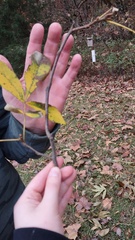 Carya myristiciformis
