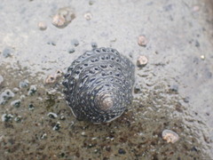 Diloma bicanaliculatum