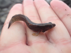 Acanthoclinus fuscus