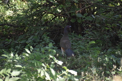 Ortalis poliocephala