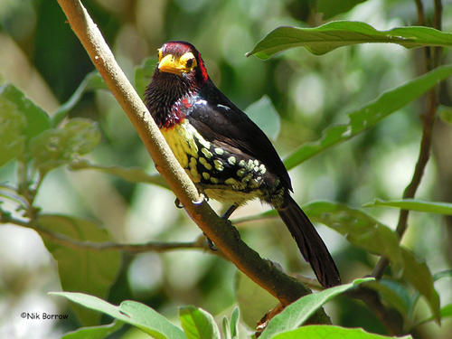 Eastern Yellow-billed Barbet