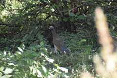 Ortalis poliocephala