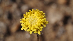Trichoptilium incisum