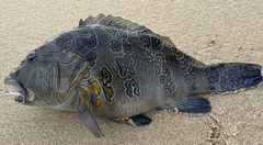 Cirrhitus rivulatus