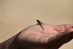 Anolis nebulosus