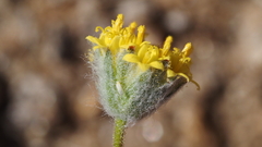 Trichoptilium incisum