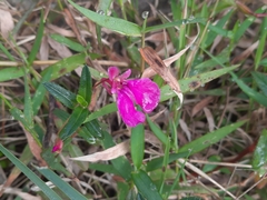 Impatiens chinensis