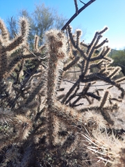 Cylindropuntia acanthocarpa acanthocarpa