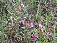 Impatiens chinensis