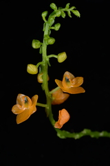Crepidium ramosii