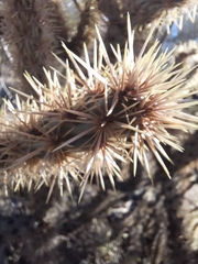 Cylindropuntia acanthocarpa acanthocarpa