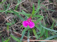 Impatiens chinensis