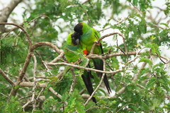 Aratinga nenday