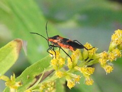 Oncopeltus fasciatus