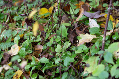 Pyrola elliptica