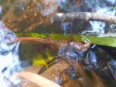 Paramesotriton hongkongensis
