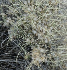Tetradymia spinosa