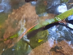 Paramesotriton hongkongensis