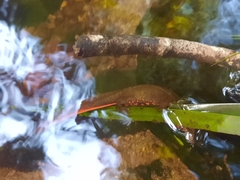 Paramesotriton hongkongensis