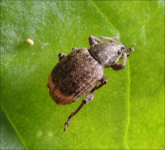 Phlyctinus callosus