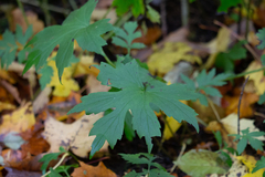 Hydrophyllum canadense
