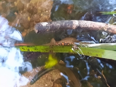 Paramesotriton hongkongensis