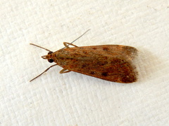Achyra affinitalis
