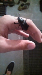 Lucanus placidus