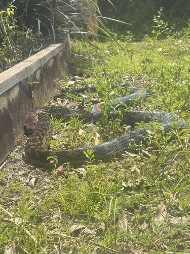 Australian Scrub Python sighting