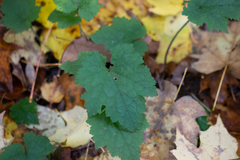Tiarella stolonifera