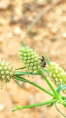 Nannotrigona testaceicornis
