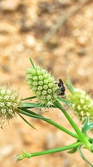 Nannotrigona testaceicornis