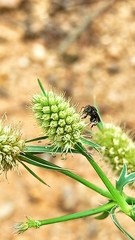 Nannotrigona testaceicornis