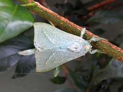Aenetus eximia
